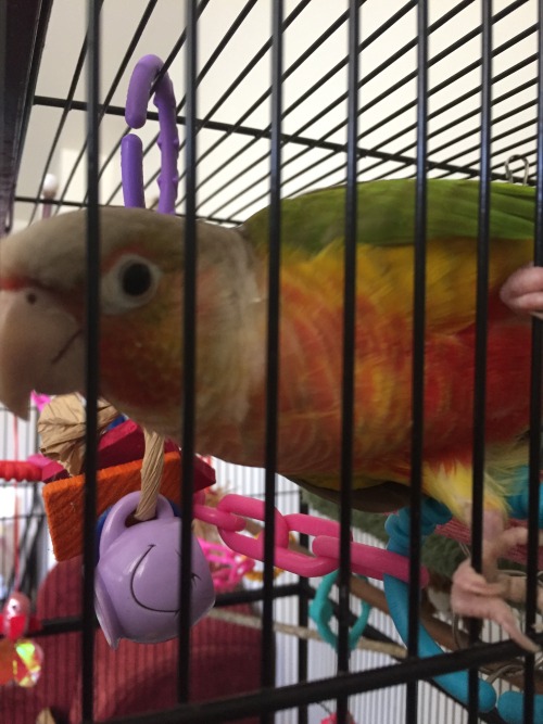 kikiconure: New Toys? NEW TOYS!! 