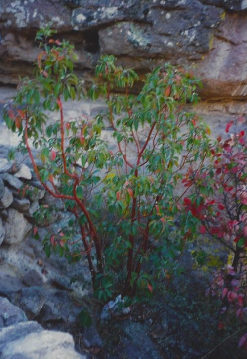 Manzanita (madroño), Sierra Madre Occidental, México, 1996.Thanks to the several who responded to my