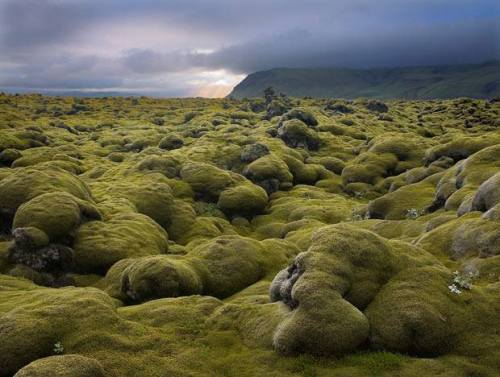 Mossy Lava Fields, IcelandIt is fairly well known that Greenland is icy and that Iceland is green. T