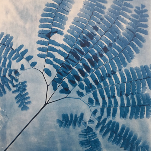 gacougnol: Zeva Oelbaum From “Blue Print” book Cyanotypes