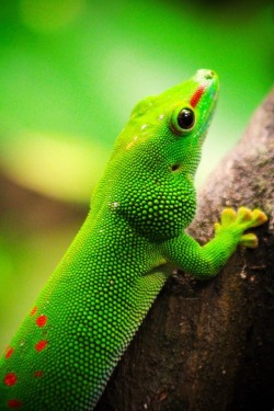 magicalnaturereblogs:  earthandanimals:  Giant Day Gecko *This is my own photography*   Wow! 