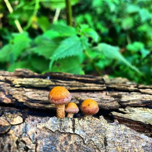 Little bumps on a log. . . . . #mushroomhunting #mushrooms #fungiphotography #fungi #fungusamongus