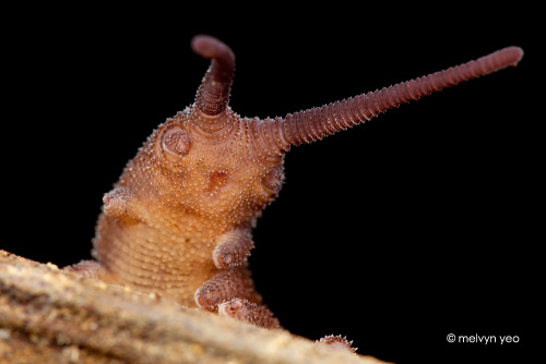 onenicebugperday: Velvet Worm, SingaporePhotos by Melvyn Yeo // Instagram // Facebook