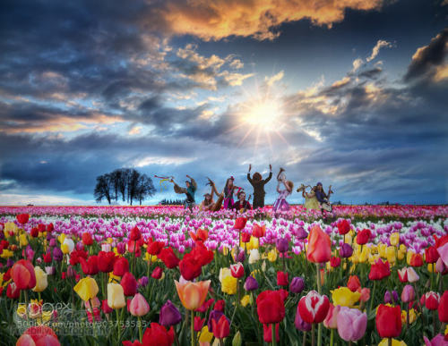 The sunrise symphony in tulip field by freebilly