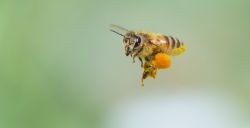 yobaba:  American bees have been dropping like flies lately, which is bad news for the crops they pollinate and ecosystems they support. It’s a complex crisis with a wide range of suspects, but research suggests pesticides are at least part of the problem