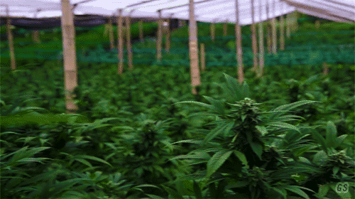 ganjasociety:  V I C E's "Kings of Cannabis" (2013)