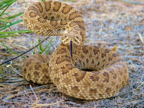 A Thing That Kind Of Lightens The Sting Of Seeing One Of My Favourite Animals Used As A Right-wing Symbol