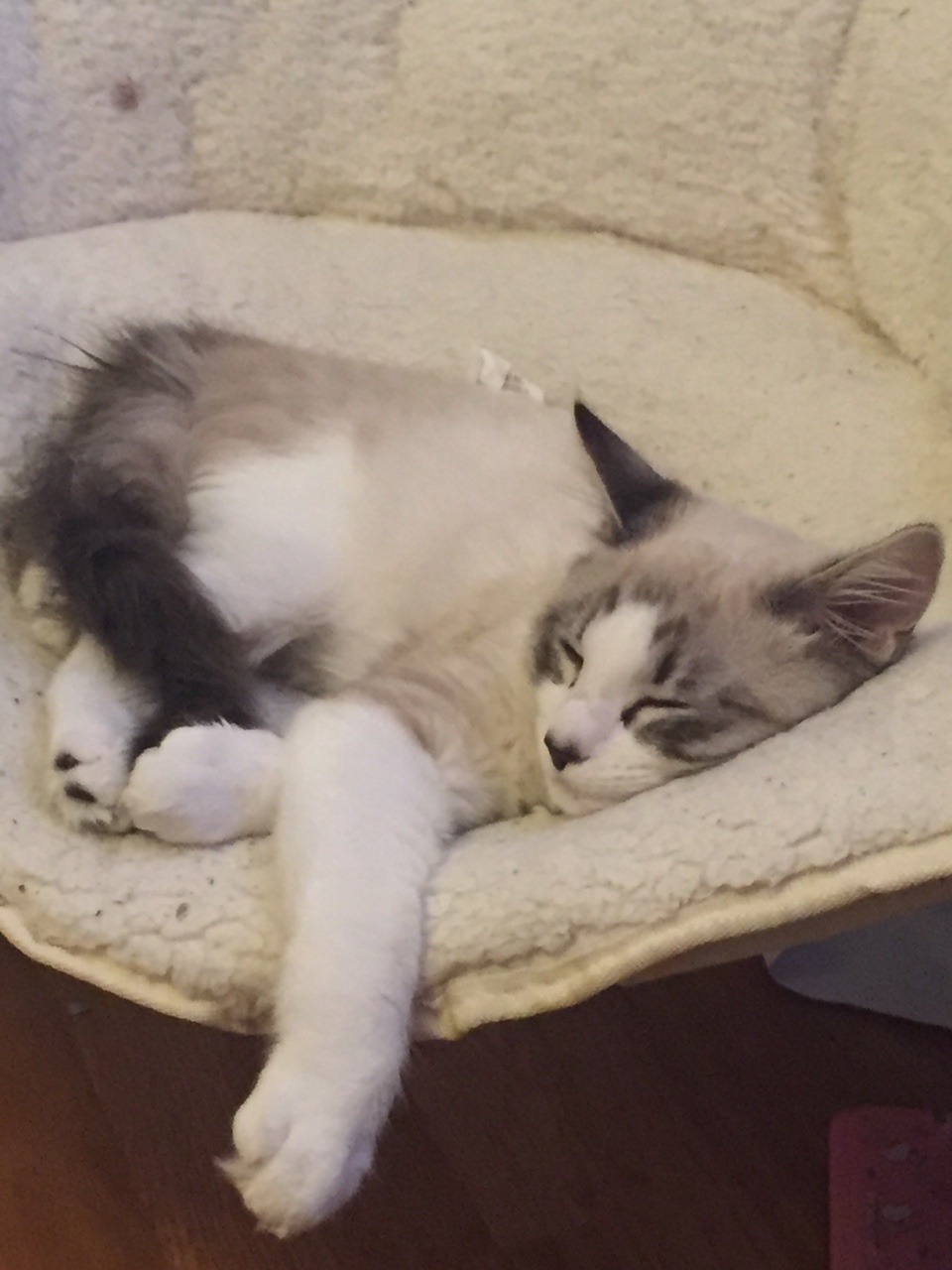 unflatteringcatselfies:  This is oscar. He likes to run and slide on the floor and