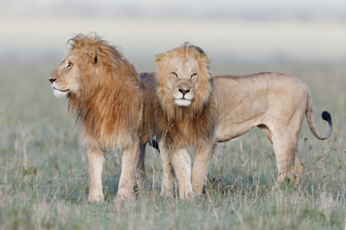 bigcatslions:  Photography Olivier DELAERE 