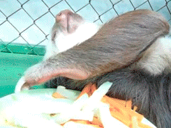 the-real-goddamazon:  collegehumor:  Sloth Decides Eating is Way Too Much Effort