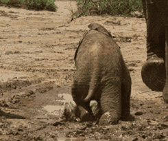 Baby elephant falling