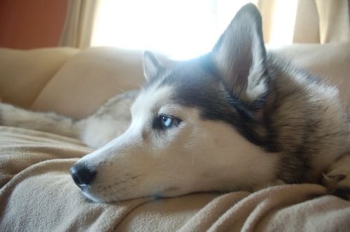 handsomedogs: This is Isis, my 2 year old Siberian husky. She loves to give me pouty looks like this