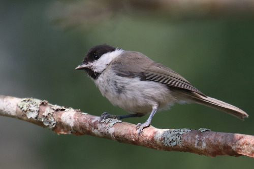 Willow tit/talltita.