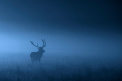 awkwardsituationist:  photos by mark bridger (more deer posts) 