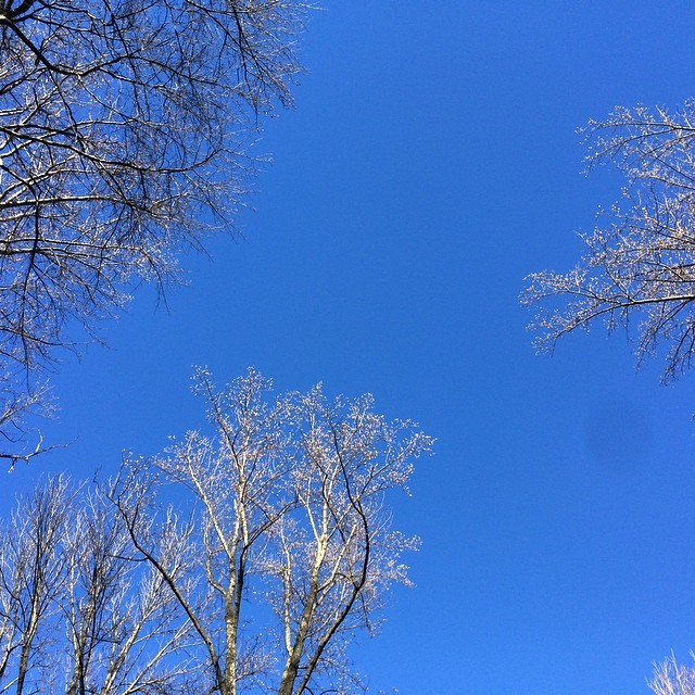 It’s a big, blue, Spanish sky…well, Indiana sky, anyway. Waiting for leaves to bud out. #lookup #spring #blue