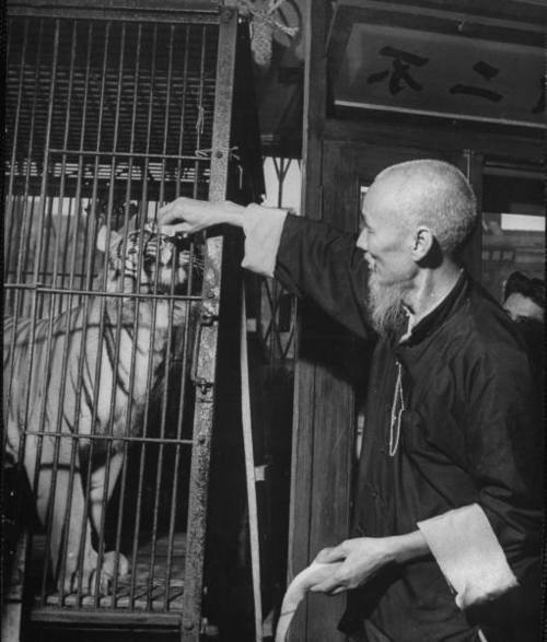 George Silk: Tiger Bones series, Shanghai, 1946 1. Dr. Chen Chu, a tiger bone doctor, standing in hi