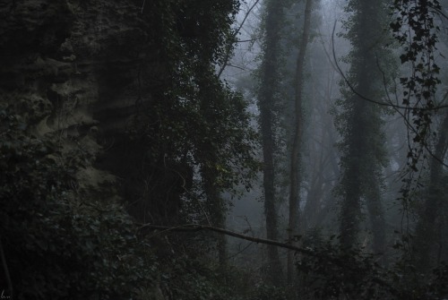 buron: Landslip Mist Whilst Wrens Guard Nest (xx) ©sydburon - December ‘16