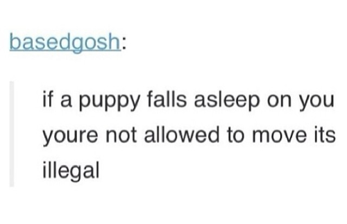 itsstuckyinmyhead:  Dogs and Tumblr