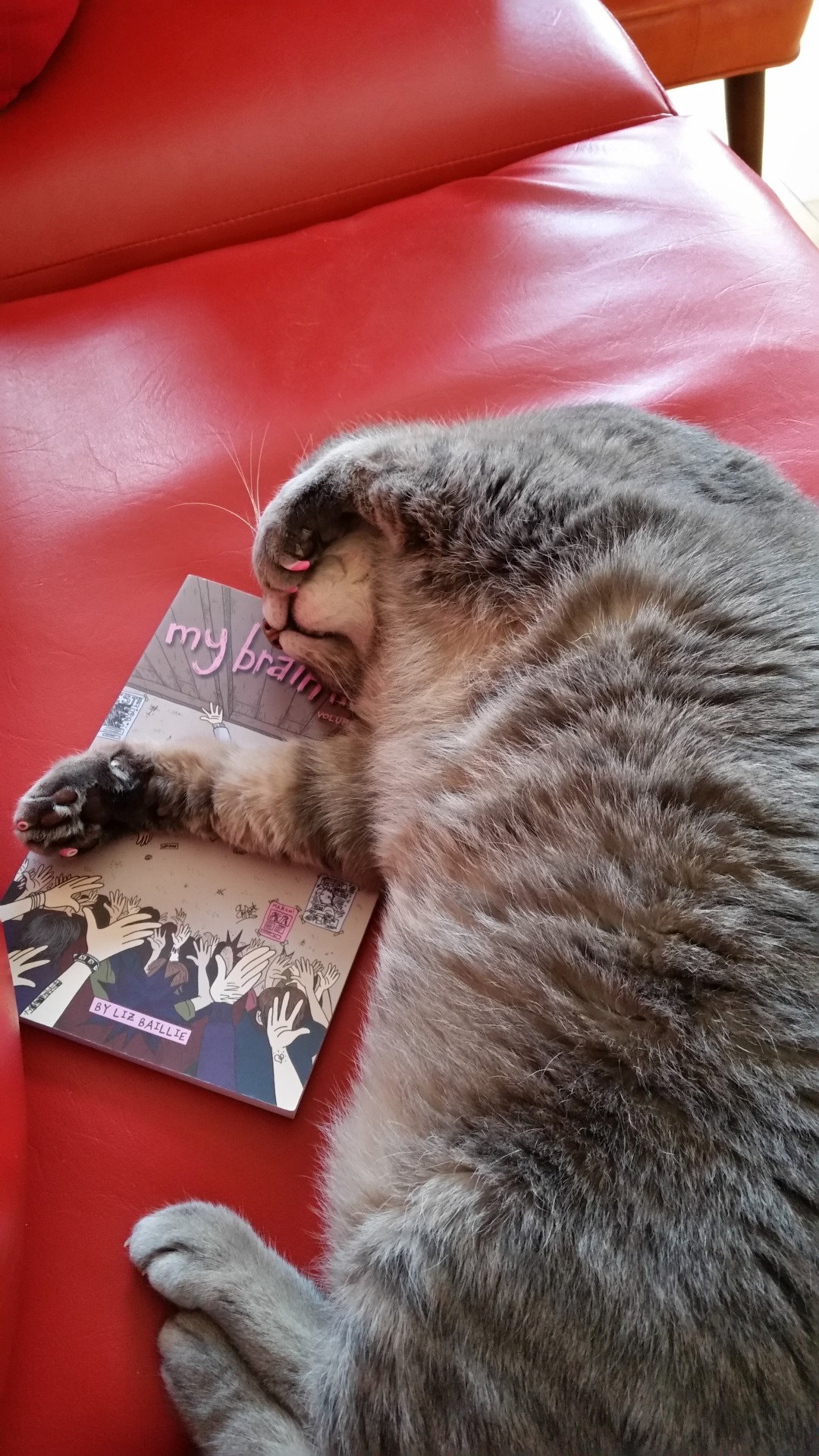 photo of Cowboy, a sleeping gray cat with a furry furry belly and his left front paw covering part of his delectable little face. underneath him is his human's zine, My Brain Hurts