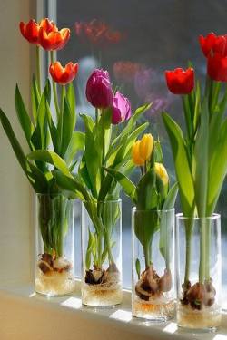 pinkredandviolet:  GROW INDOOR TULIPS …  STEP 1 - Fill a glass container about 1/3 of the way with glass marbles or decorative rocks. Clear glass will enable you to watch the roots develop …  STEP 2 - Set the tulip bulb on top of the marbles or stones;