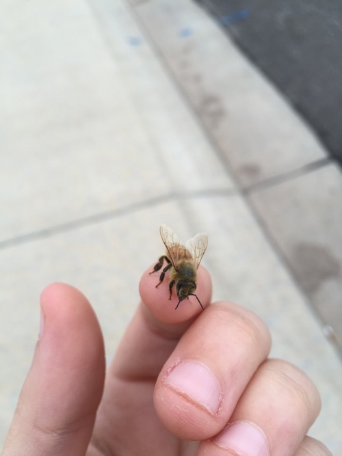 its-seyton:Bees?bees are friends, pass it on