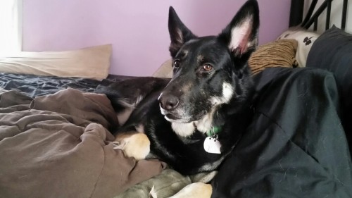 My dogs are being super cute today (ok, they’re super cute everyday) and they’re making it hard to get anything done because I keep wanting to take pictures of them. The first two are of Leonard, the third is of Vincent.