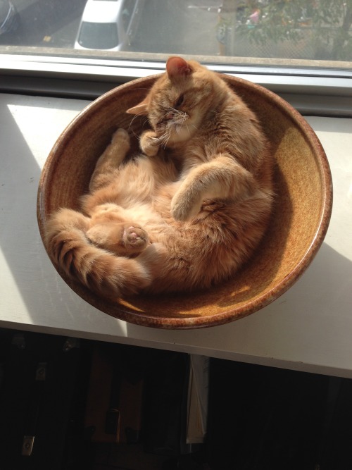fitzroythecat:  So hard to get comfortable some days. 