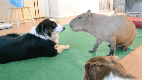 fork-a-nature:gifsboom:Dog and capybara. [video][JoeJoe The Capybara]@relishboi