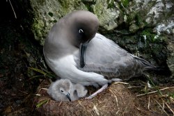 fairy-wren:Light-Mantled Albatross. Photo by Stacey in Antarctica