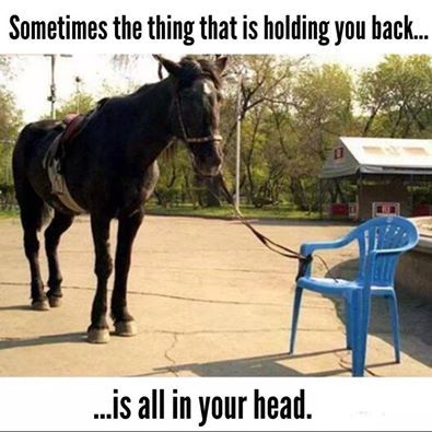 georgetakei:
“Just say neigh.
From: Awwww Pets
”
then again, sometimes there’s a chair tied to your face…