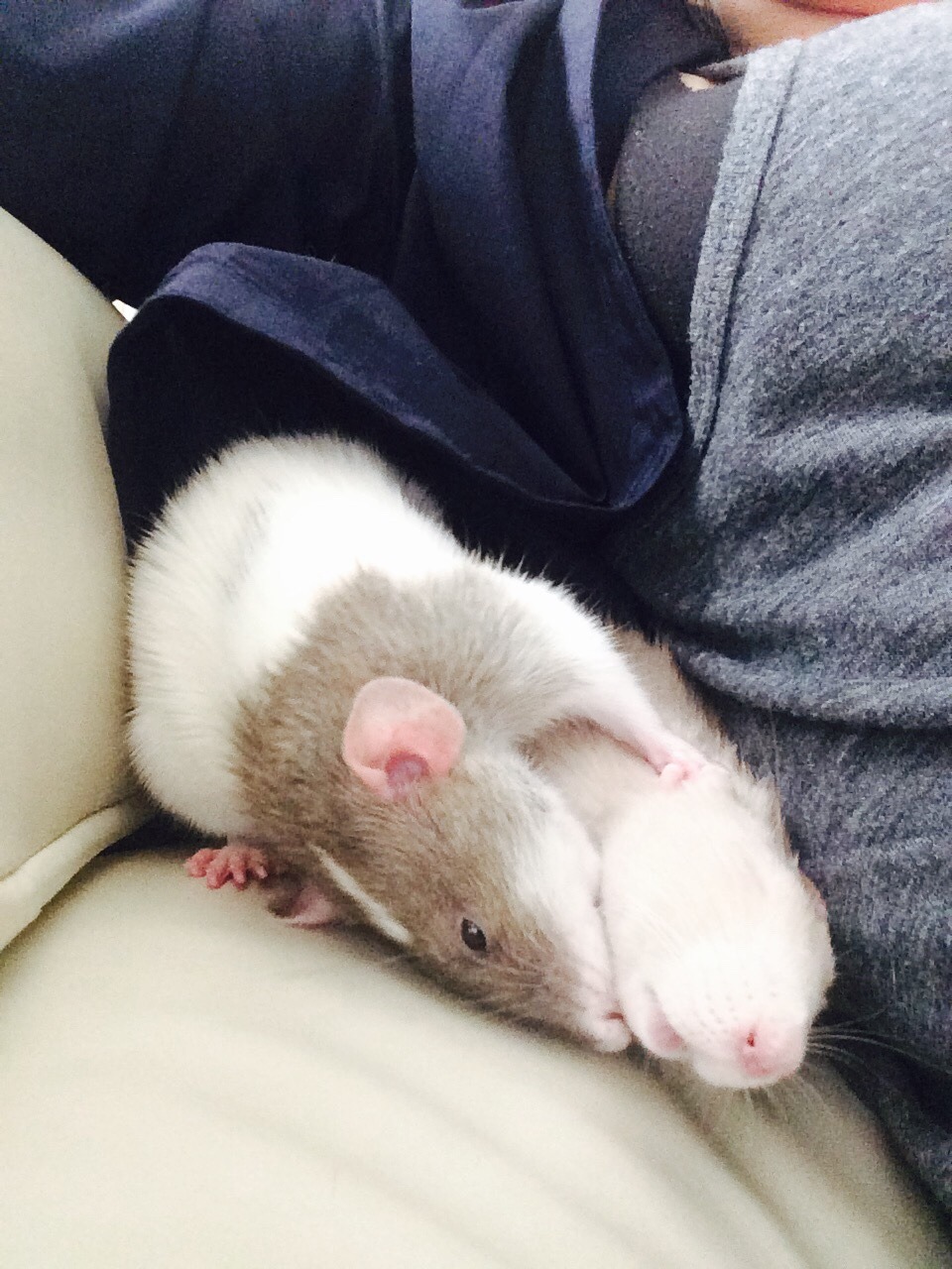 summersanimals:  Every one of these pictures is golden August 16, 2015 