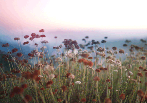 sashabloodsoup:“Do not dwell on the past, do not dream of the future.Concentrate the