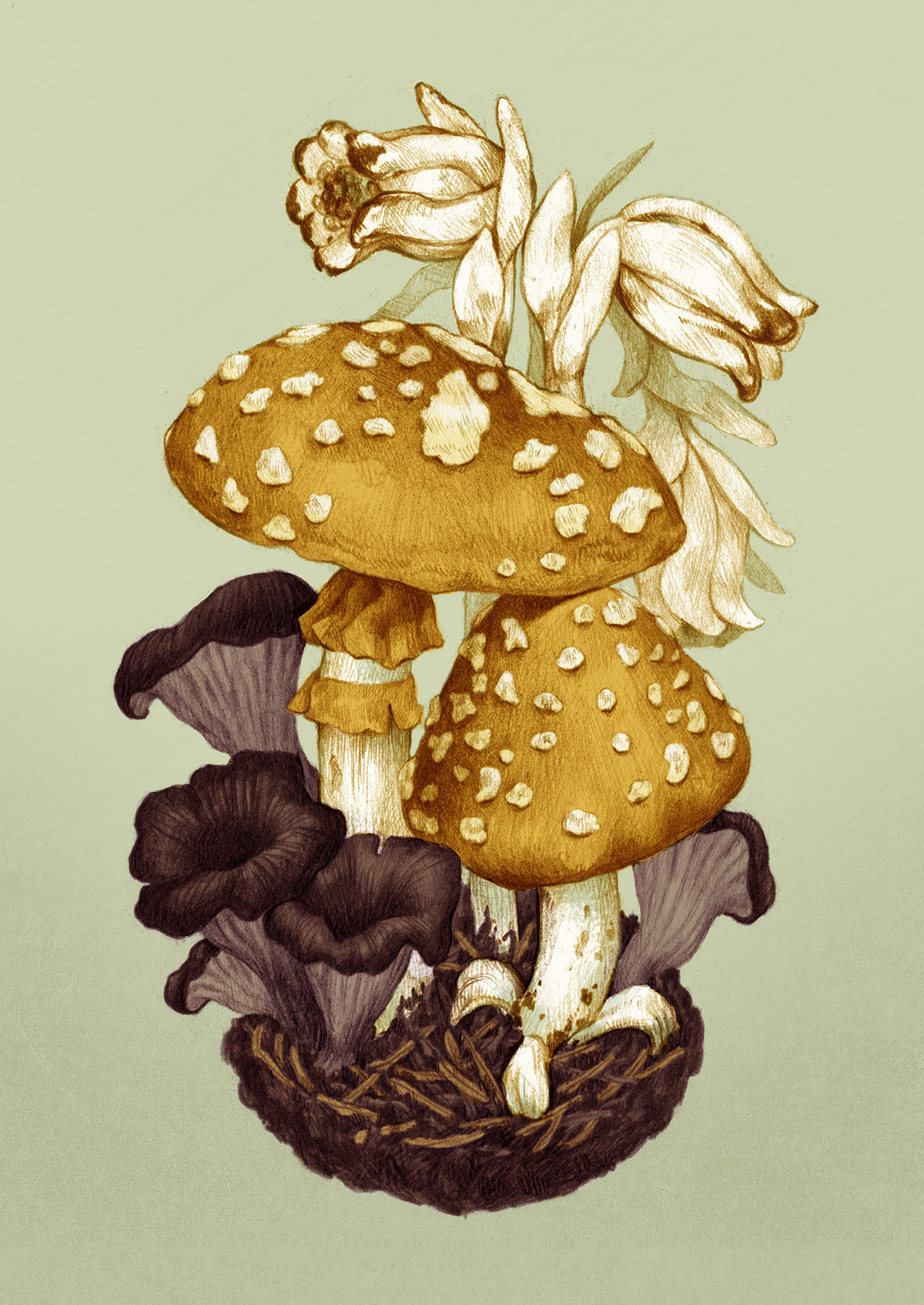 compassandwheel:  A series of mushroom illustrations! Might be printin’ these up