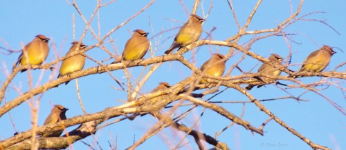 Cedar Waxwing (Bombycilla cedrorum)© Dave Spier