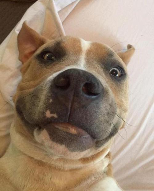 friendly-animals:friendly-animals:(Source)Follow Our New Instagram: animals_lovers_ig (: