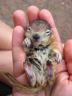awwww-cute:  Baby squirrel (Source: http://ift.tt/1D2uYux)