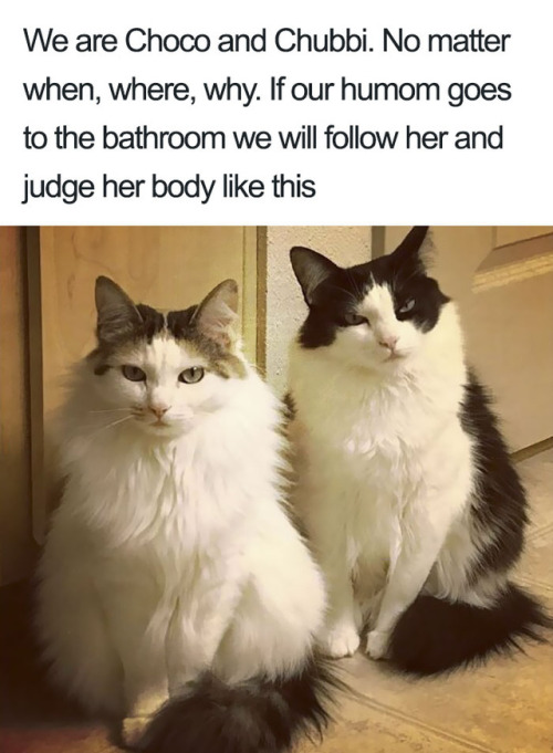 xcherryyblossomx: ifuckwiththerainbows: tooiconic: cheetothecat: pr1nceshawn: Bad Cats. OP, you fool