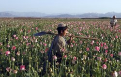 Benadrylpapi: An Afghan Child Carries A Shovel On His Shoulder As He Walks In A Poppy