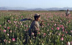 benadrylpapi: An Afghan child carries a shovel