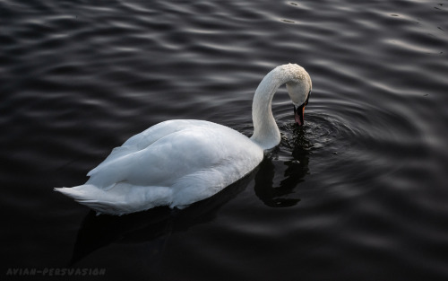 Mute Swan (Cygnus olor) – Leazes Park, Newcastle upon TyneThere’s an endless grace to th