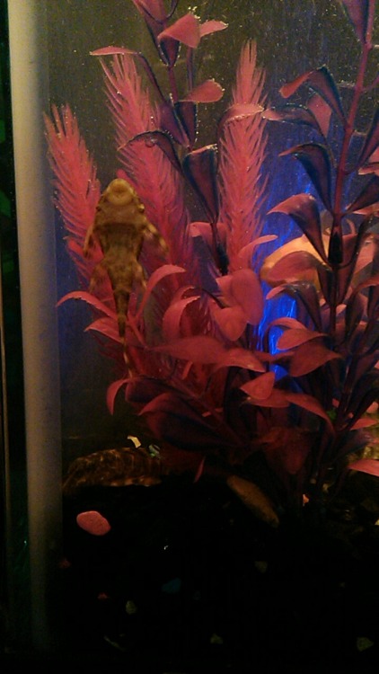improvingpetcare:spinningkarma:We had 2 koi, 3 goldfish, and 2 little striped fish. Today we added 2