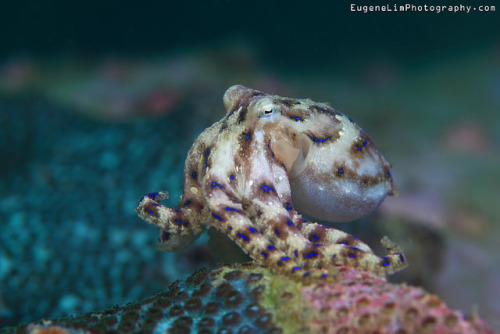 urotsuki: Blue-ringed Octopus by EugeneLimPhotography.com on Flickr.