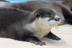 maggielovesotters:  Otter just can’t stay