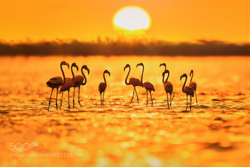 Flamingo by vcg-xiangzhangshu