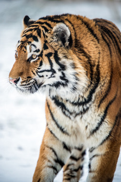 Bendhur   llbwwb:  Tiger,Yorkshire Wildlife