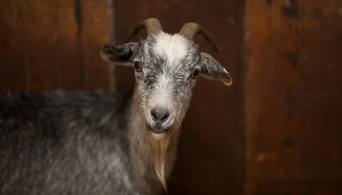 rescuedfarmanimals:Today we welcome our triple J goats -Julia, Jillian and Jacob; our all Australia 