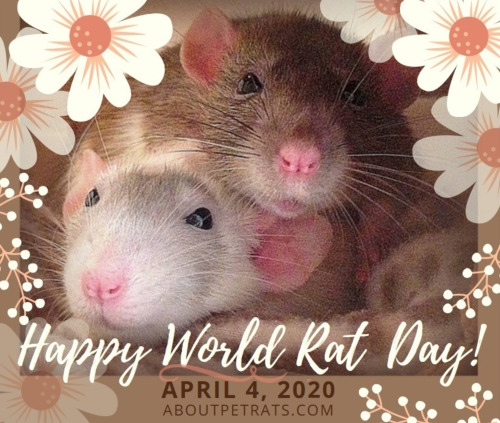 aboutpetrats:Happy World Rat Day!