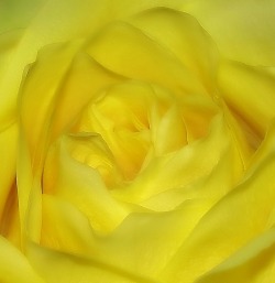 sapphire1707:  Mellow Yellow | by redbug | http://ift.tt/1z8HSIv