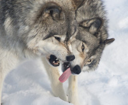 wolfsheart-blog:Wolves by psanfordphotography