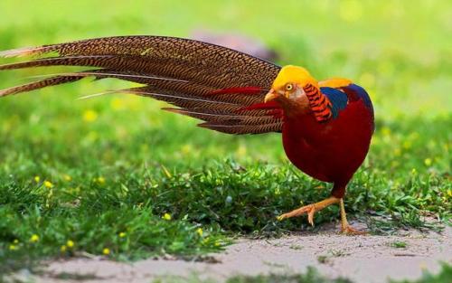 elodieunderglass:lotsandlotsofbirds: actual-anime-antagonist: end0skeletal: The golden pheasant is 